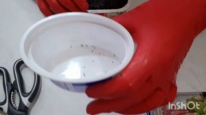 Бадан, размножаю семенами #бадан