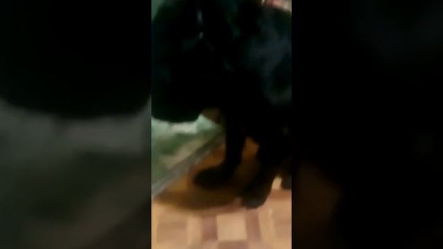 Моя собака обиделась !!!