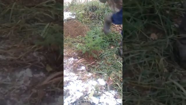 посадка пихты 5 смотреть онлайн