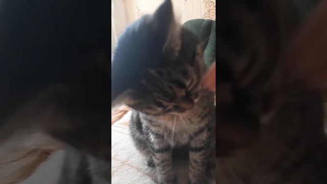 Взяли из приюта "КОШКИН ДОМ" смотреть онлайн