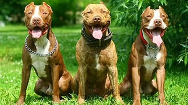 Питбуль и амстафф не собаки убийцы! смотреть онлайн