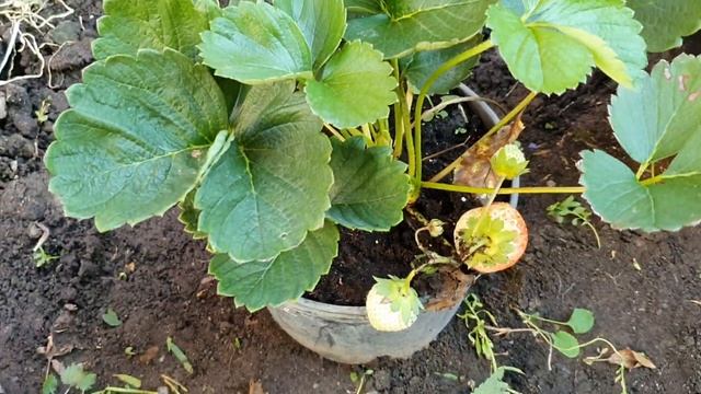 Способ выращивания клубники для ленивых! смотреть онлайн