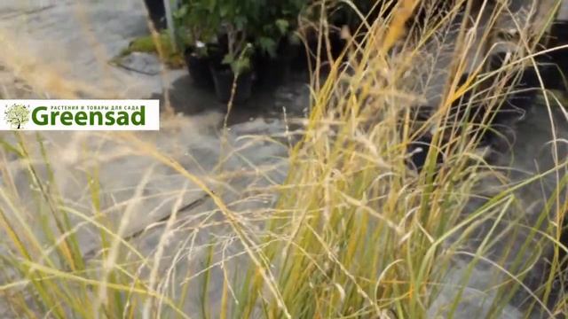 Споробол вриджти - видео-обзор от Greensad