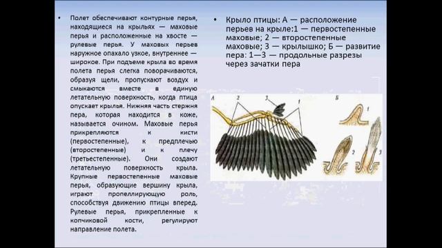 Строение птицы. Биология 7 класс смотреть онлайн