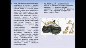 Строение птицы. Биология 7 класс