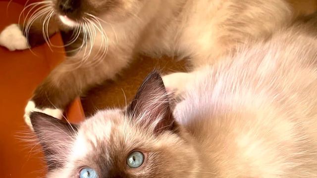 Ragdoll cat seal point mitted kitten brothers newborn to 3 months смотреть онлайн