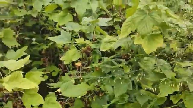 Продукция Эрсаг. Обработка клубники. Результаты использования ЭКО удобрения в июле. смотреть онлайн