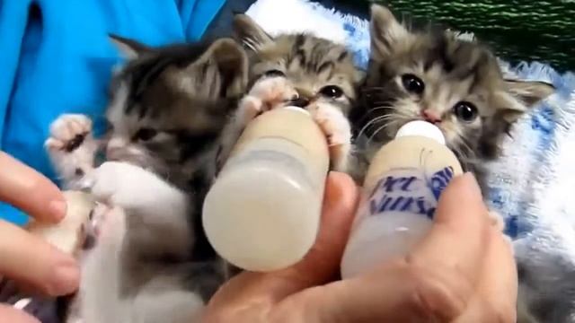 Котята сосут молоко. Милота смотреть онлайн