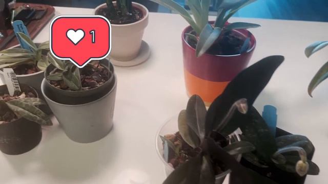 Orchid Chat: Paphiopedilums / Paphs - Post Move Update смотреть онлайн