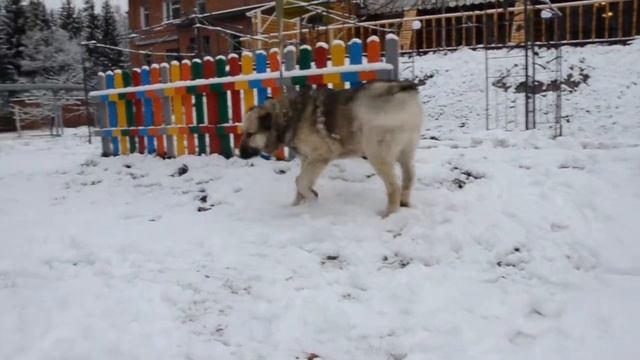 Боцман - 2 смотреть онлайн