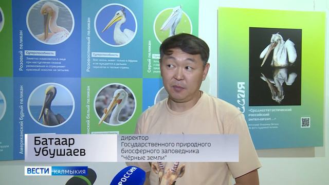 «Пеликантность. Пеликаны мира» смотреть онлайн