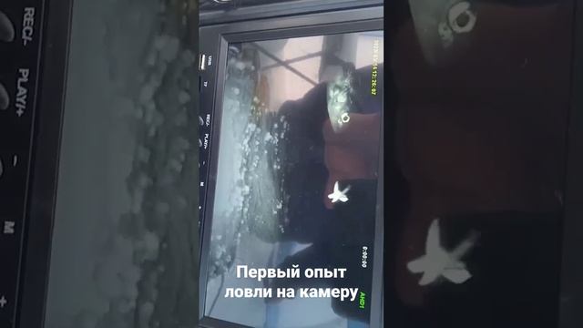 Язь 52 Компакт 9 - Первая ловля #подводныесъёмки