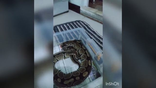 Handle Ball Python galak deff kandang, CS baby galak beud смотреть онлайн