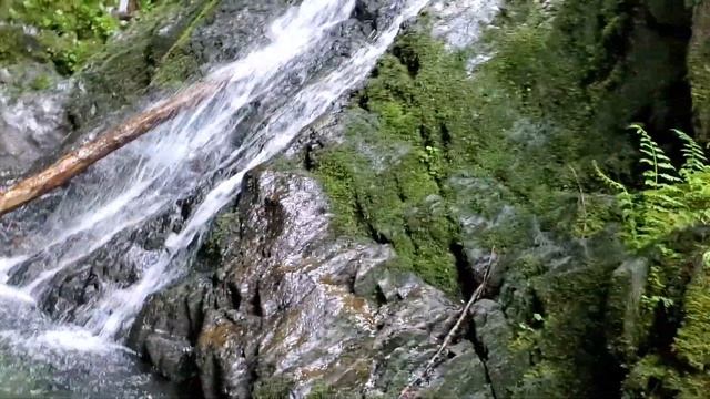 Место для землянки и самая большой в мире Пихта Дугласа смотреть онлайн