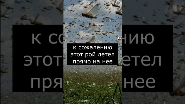 Эту Девушку съела Саранча | Страшилки смотреть онлайн