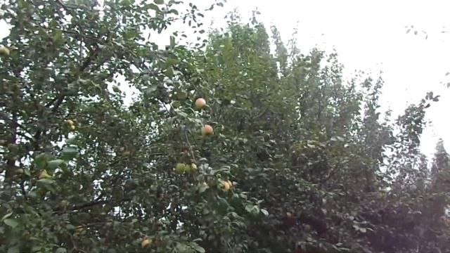 Мой осенний сад.Цветут розы,георгины,гибискусы. смотреть онлайн