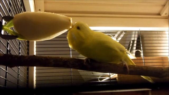 Выставочные волнистые попугаи " Чехи" Обычный вечер смотреть онлайн