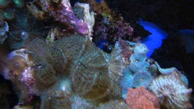 морской аквариум, тридактна смотреть онлайн