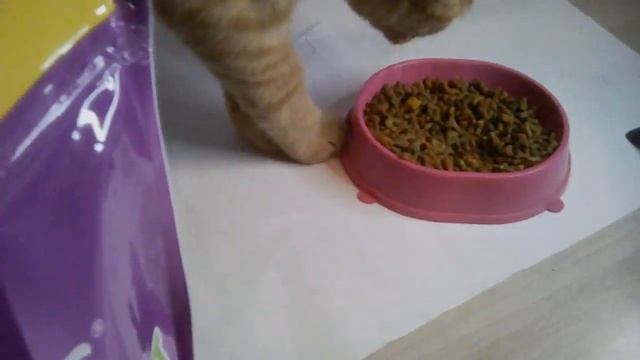 19 октября 2022 г. обзор на СУХОЙ КОРМ whiskas. смотреть онлайн