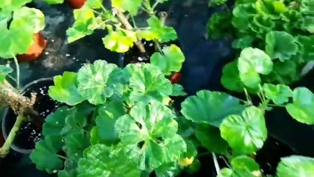 Пересадка пеларгоний из открытого грунта в горшки. Делюсь информацией. смотреть онлайн