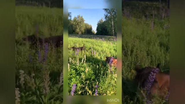 На прогулке с Вереском и Зевсом смотреть онлайн