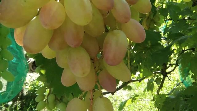 Виноград сорт Юбилей Новочеркска смотреть онлайн