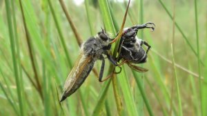 Ктырь ( Asilidae )
