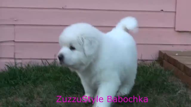 ZuzzuStyle Babochka