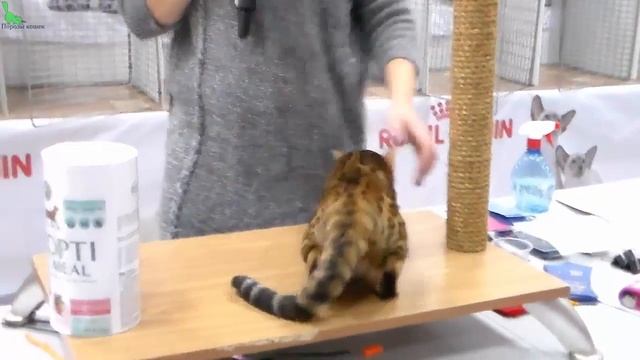 Бенгальский Кот (БЕНГАЛ) Характер - Домашний ЛЕОПАРД | Породы КОШЕК смотреть онлайн