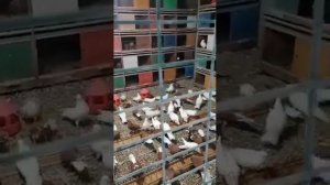 голуби ижевска бабочки