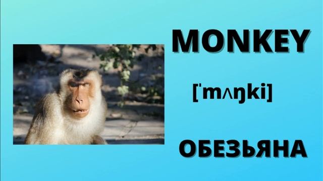 ЖИВОТНЫЕ НА АНГЛИЙСКОМ ЯЗЫКЕ С ПЕРЕВОДОМ,ANIMALS смотреть онлайн