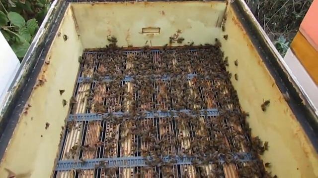 протестировал новую проволочную разделительную решетку для пчел , понравилась, буду заказывать еще