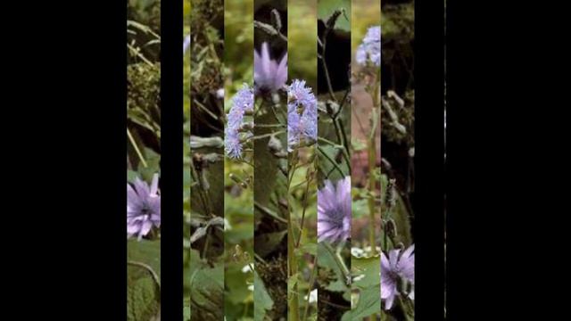 ЦИЦЕРБИТА (CICERBITA) Сем. Астровые ( Asteraceae ) смотреть онлайн