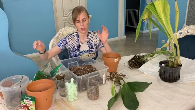 Ура, приехали посылки с новыми орхидеями. Фаюсы Каланте и Бифренария смотреть онлайн