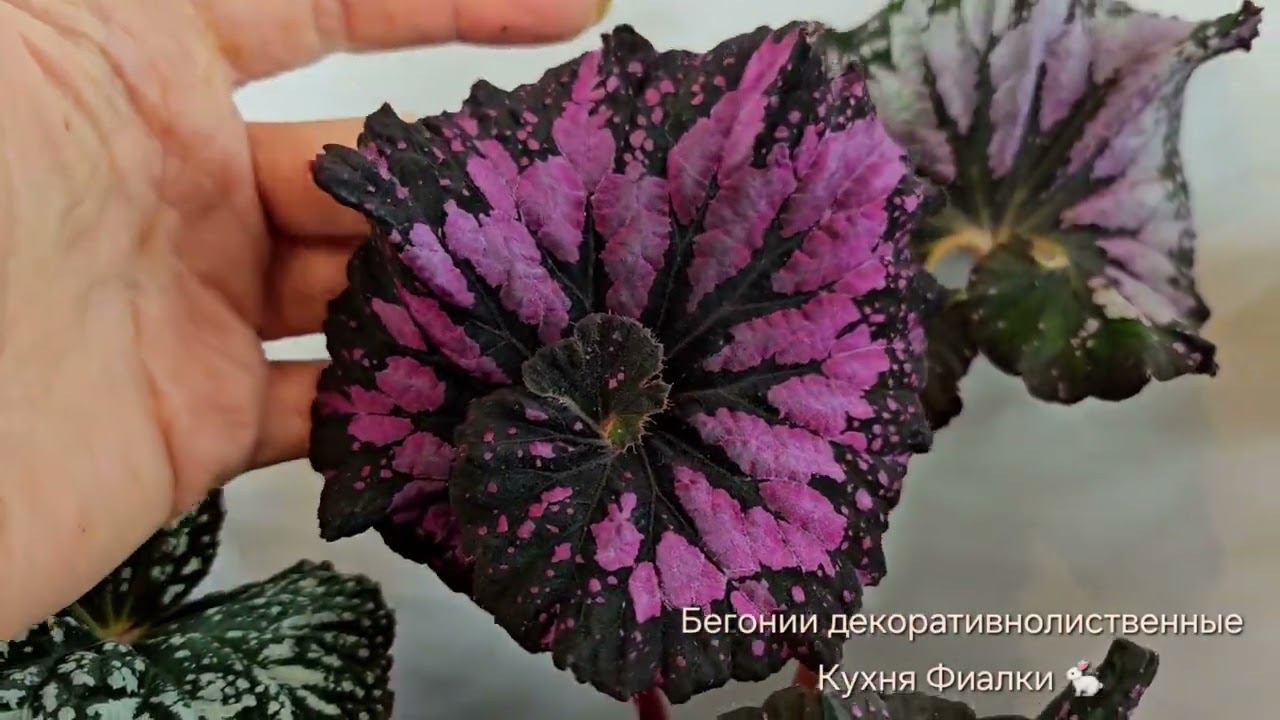 Бегонии декоративнолиственные. селекция DS. Коллекция Кухня Фиалки смотреть онлайн