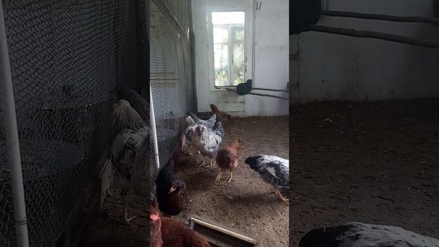 Петух 7 месяцев ,смесь Кучинской и Адлерской пород. смотреть онлайн