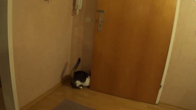 кошка открывает дверь смотреть онлайн