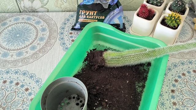 Композиция из кактусов смотреть онлайн