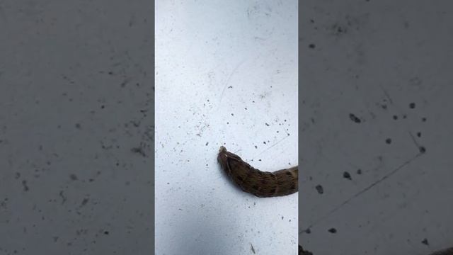 Думал кто то НАСРАЛ смотреть онлайн