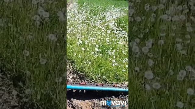 Т- 40,косилка КС-2,1 смотреть онлайн