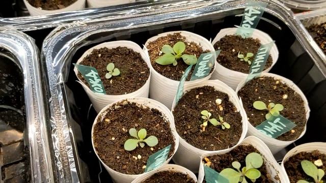 Цветочная рассада после подкормки и пикировки. смотреть онлайн