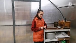 Квас из березового сока. В теплице. Растюхи в огороде.