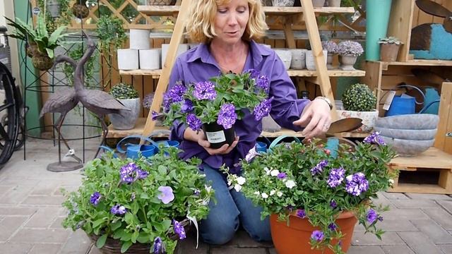 Petunia NightSky