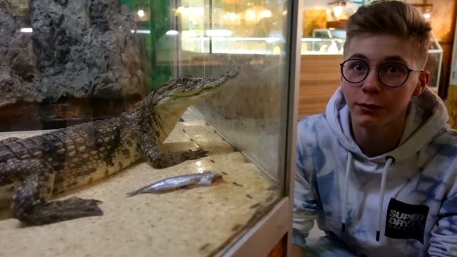 Настоящий Нильский КРОКОДИЛ, огромная АНАКОНДА и самая ЯДОВИТАЯ жаба в мире!!! смотреть онлайн