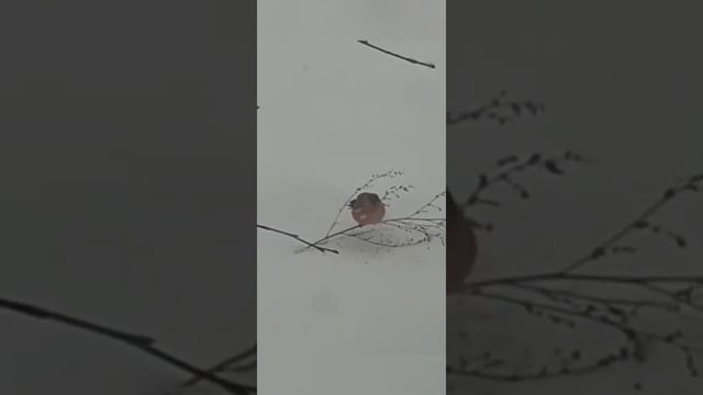 #shorts Снегири прилетели #зима #тума #снегири #winter #birds #птицызимой #птицыроссии #bullfinch смотреть онлайн