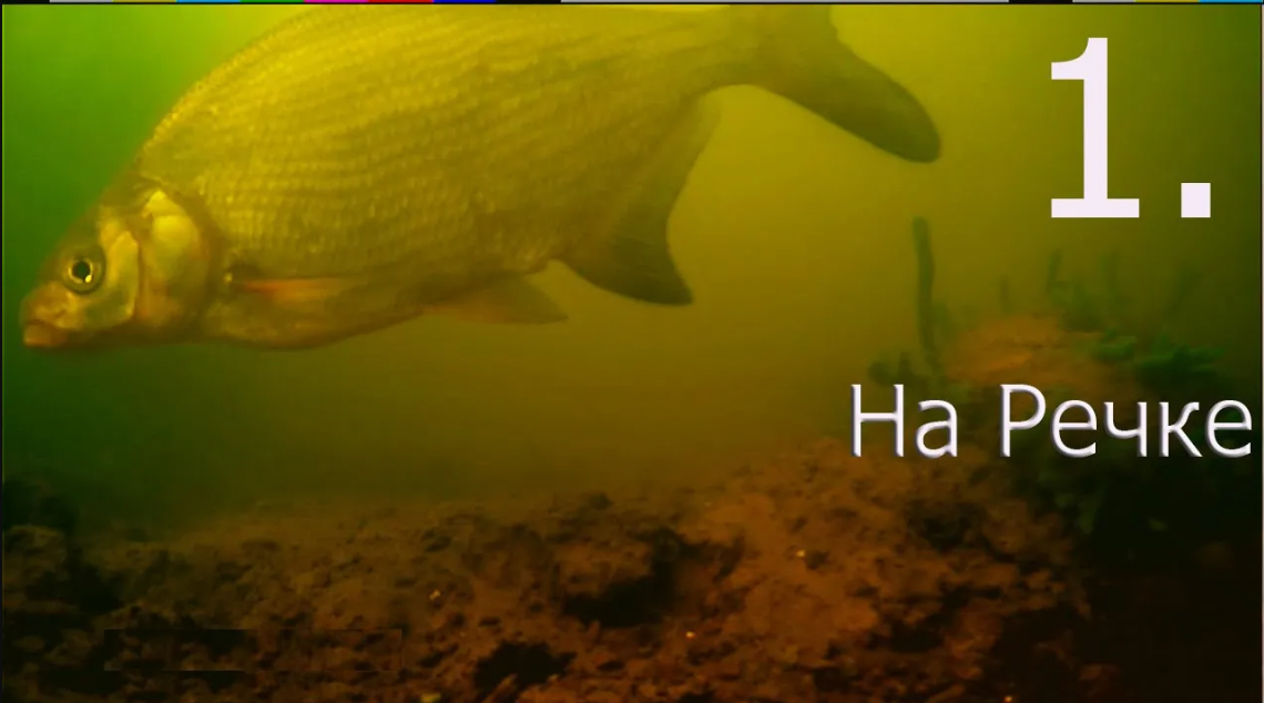 1. Рыбалка на речке на боковой кивок, насадка опарыш, Ловля плотвы, леща, подводная съёмка. Часть 1. смотреть онлайн