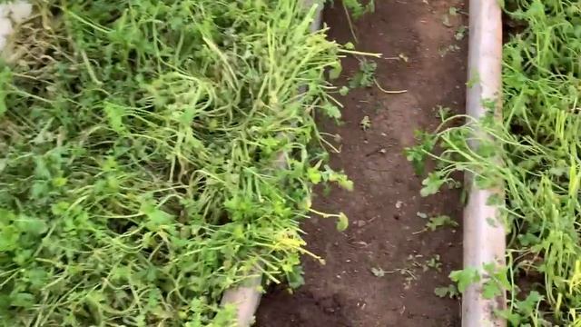 Перепёлки. Куры. Обзор теплицы. Дачный влог. Ноябрь 21.2019 смотреть онлайн