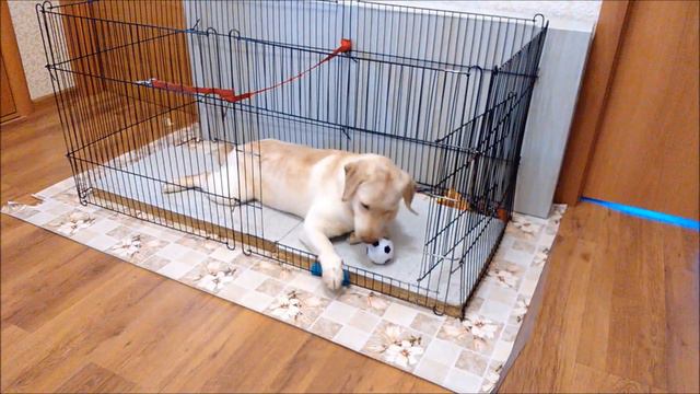 Ленивый футболист! 28.03.2018 Labrador Jesse смотреть онлайн