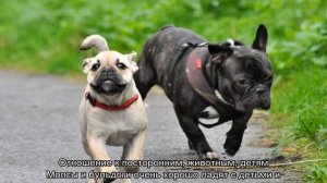 Мопс и французский бульдог: кого выбрать