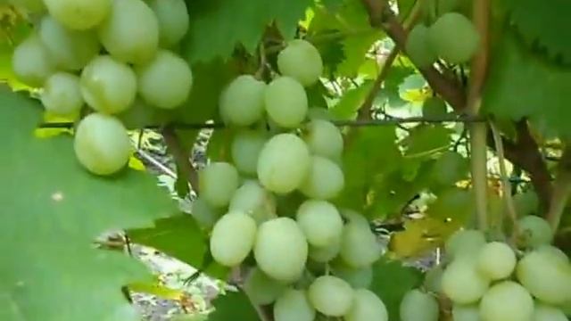 Сорт винограда Фрумоаса албэ. смотреть онлайн
